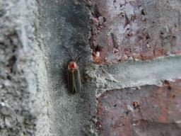 Lightning bug closeup.JPG